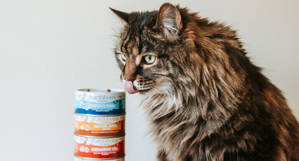 cat licks lips next to stack of cat cans