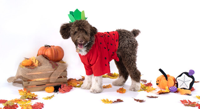 6 DIY Halloween Costumes for Dogs