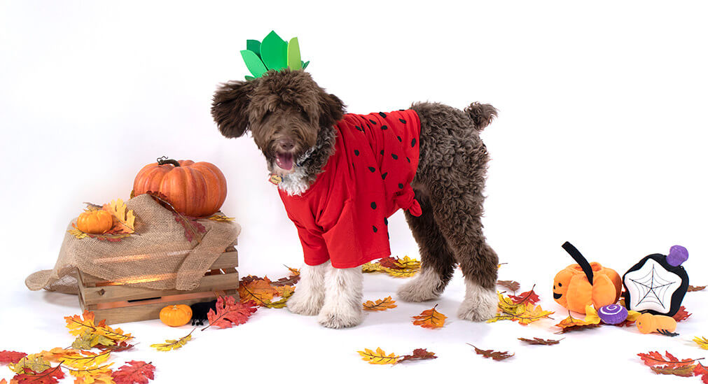A dog wearing a strawberry Halloween costume