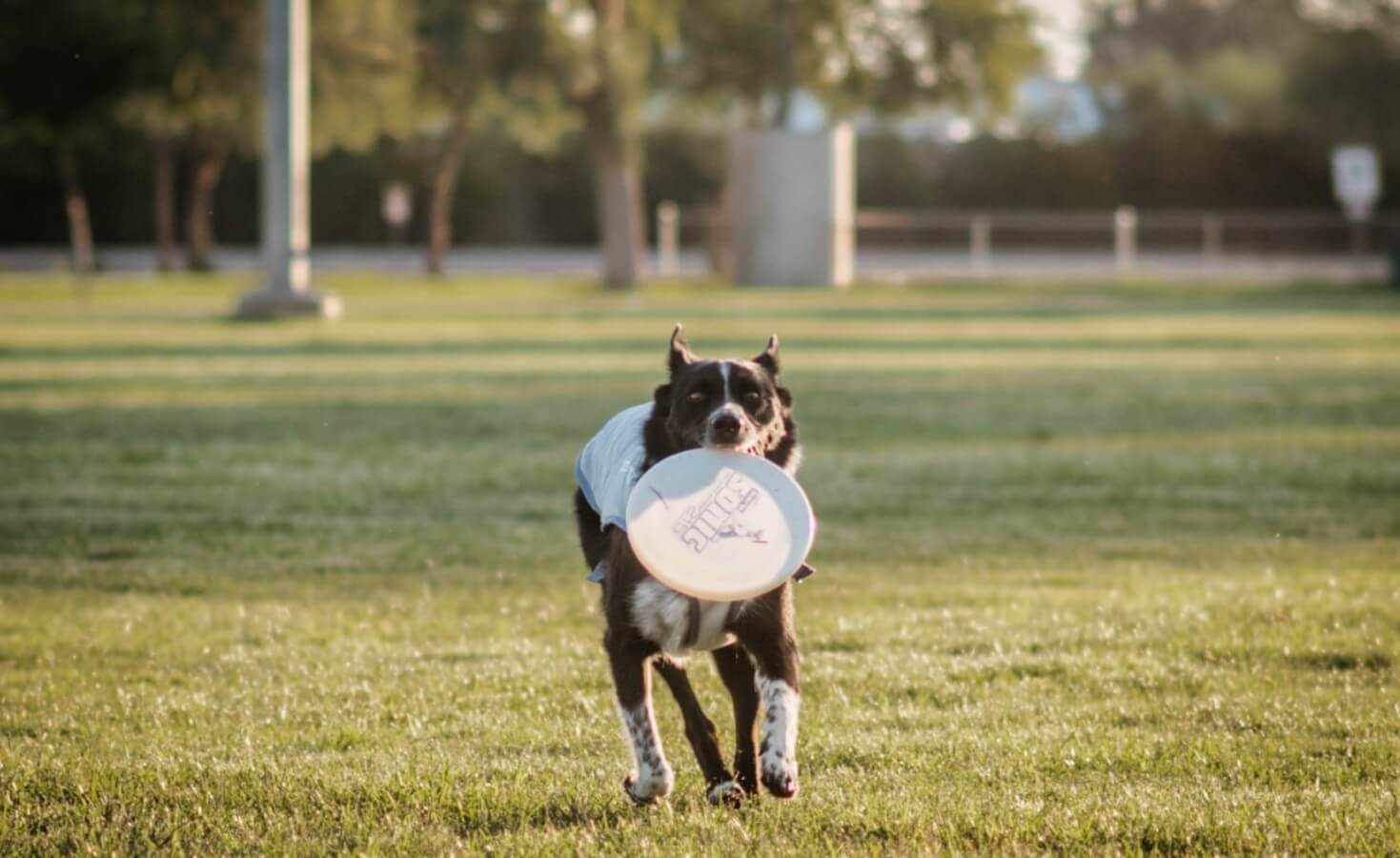 A dog runs towards the camera through an open field with a frisbee in his mouth