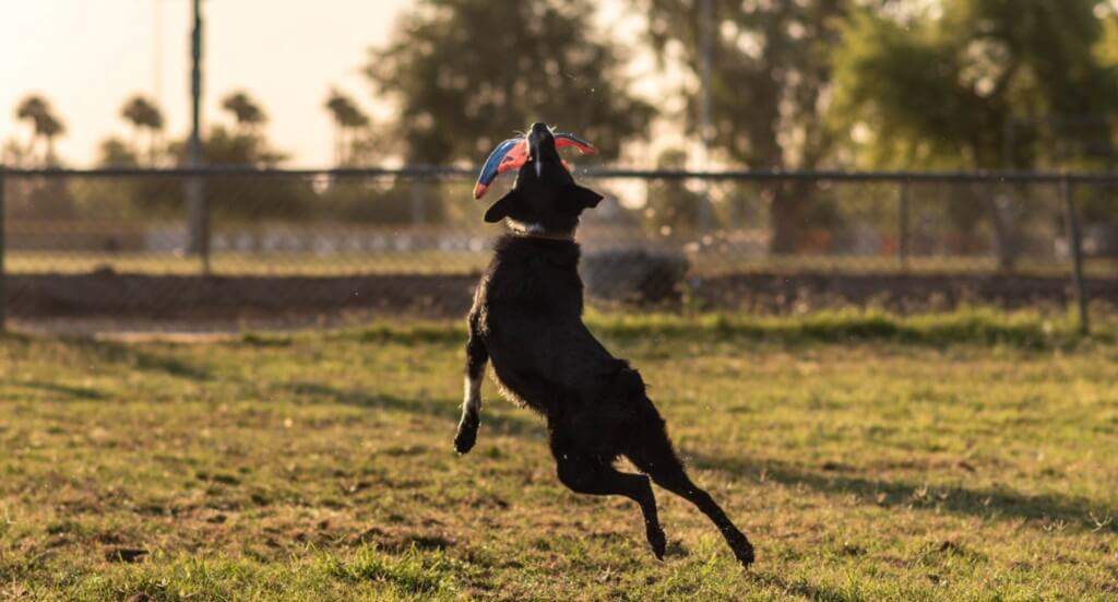 A dog jumps and catches a toy mid-air