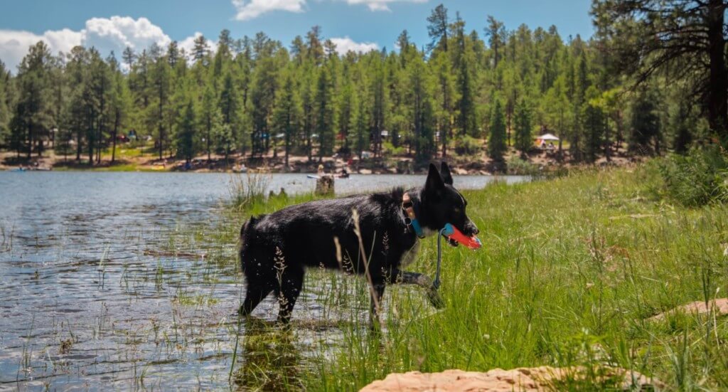 A dog retrieves a toy from a lake