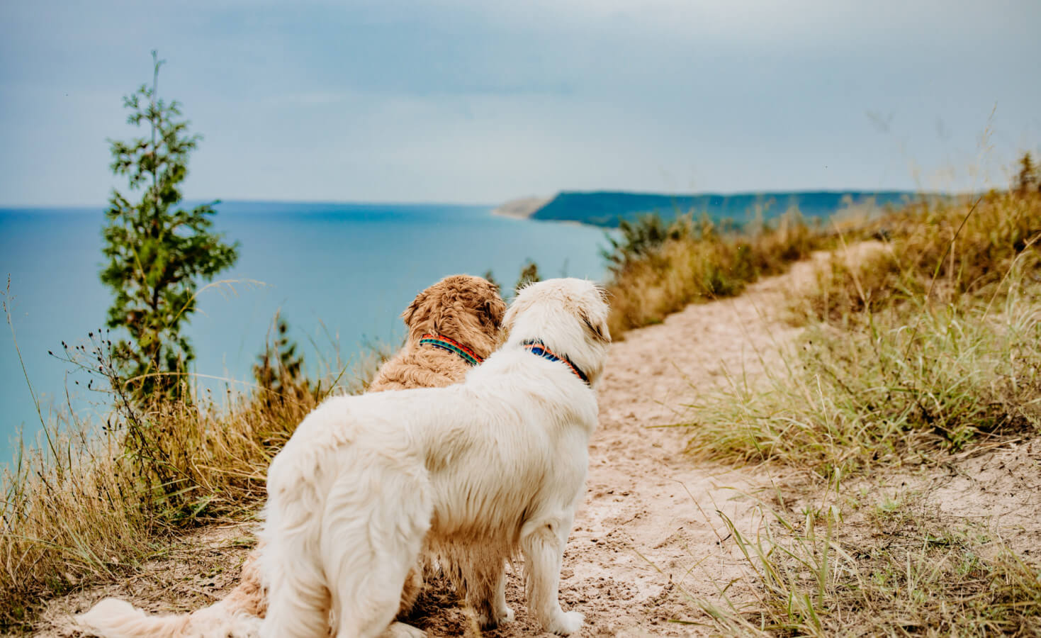 Two dogs stand on a trail overlooking one of the Great Lakes in Michigan