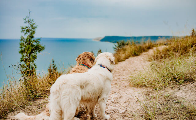A Guide to Dog-Friendly Northern Michigan