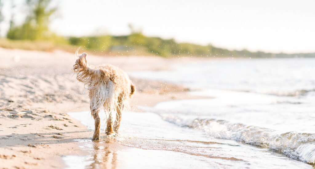 A dog walks along a dog friendly beach in Port Austin, Michigan 