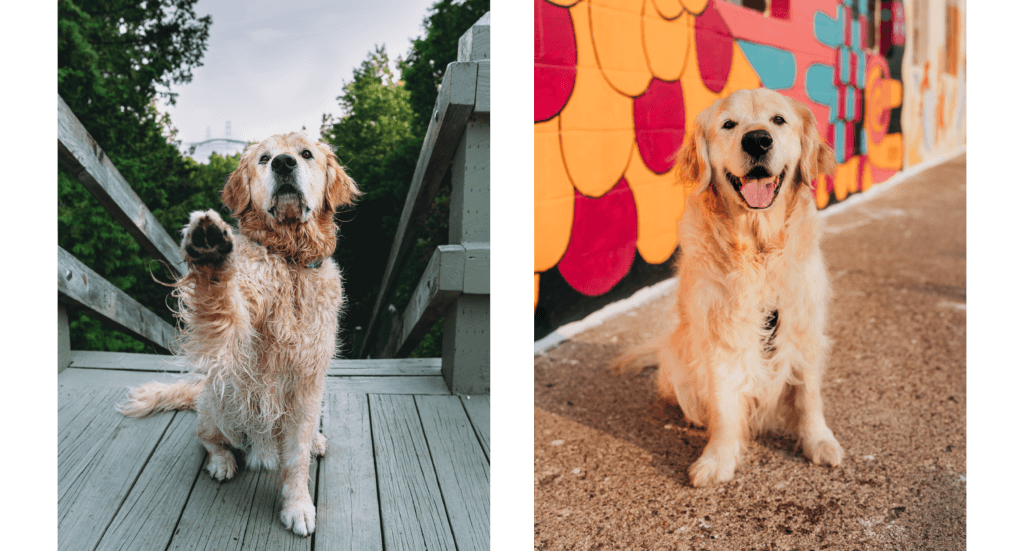 Two photos; A dog sitting at the Mackinac Bridge overlook and one of the dog in front of a pink and orange mural