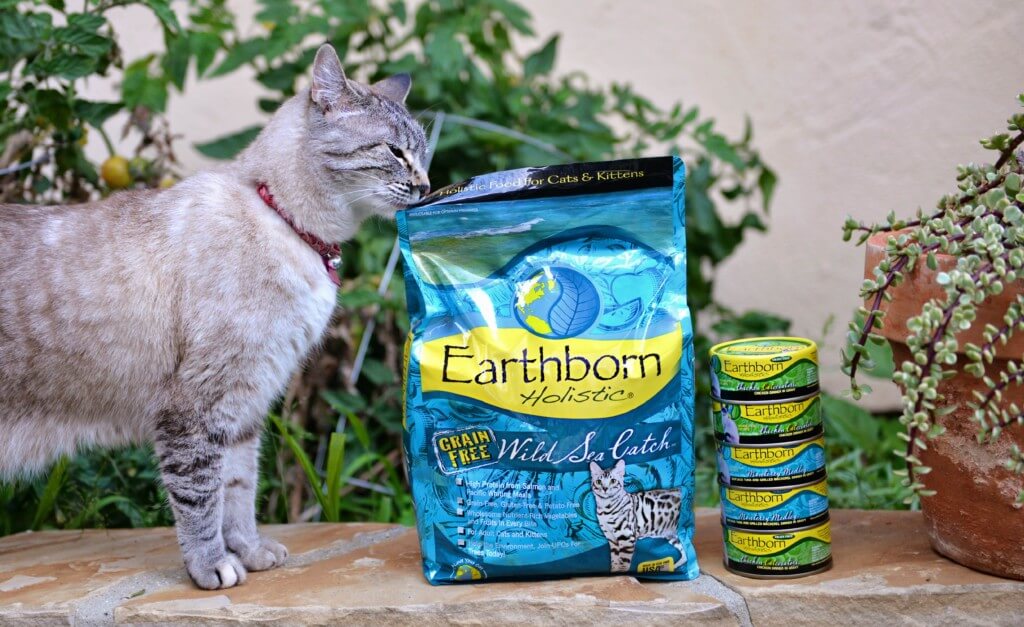 Your Guide to Wet vs Dry Cat Food