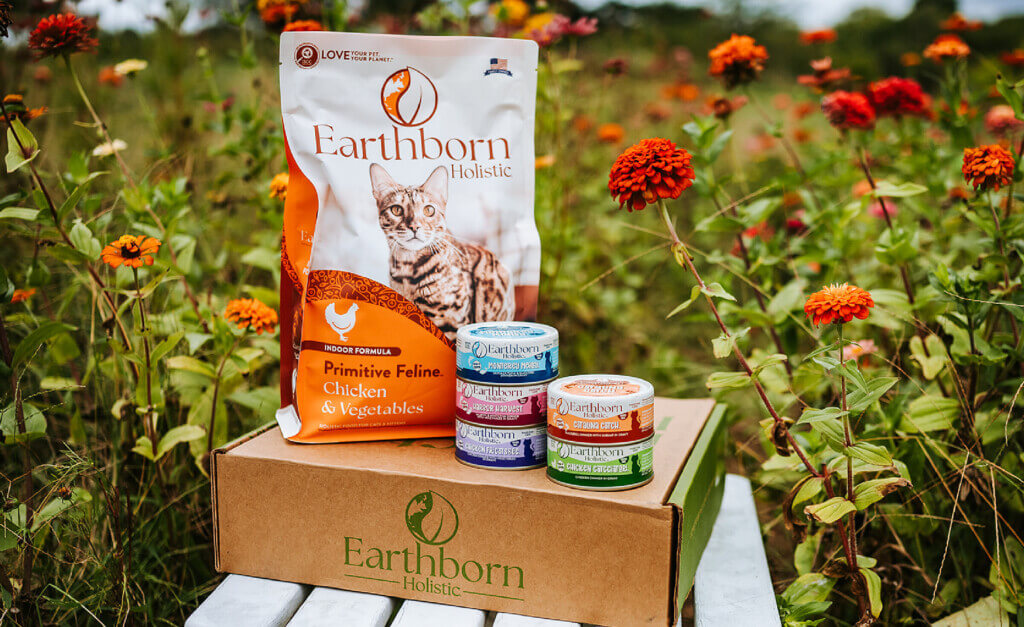 Your Guide to Wet vs Dry Cat Food