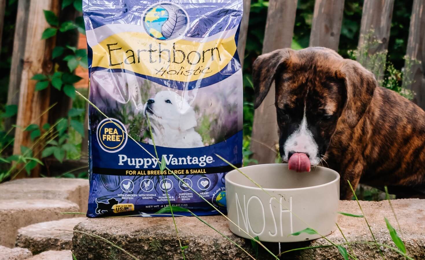 A puppy sits next to a bag of Puppy Vantage and a food bowl, licking his lips