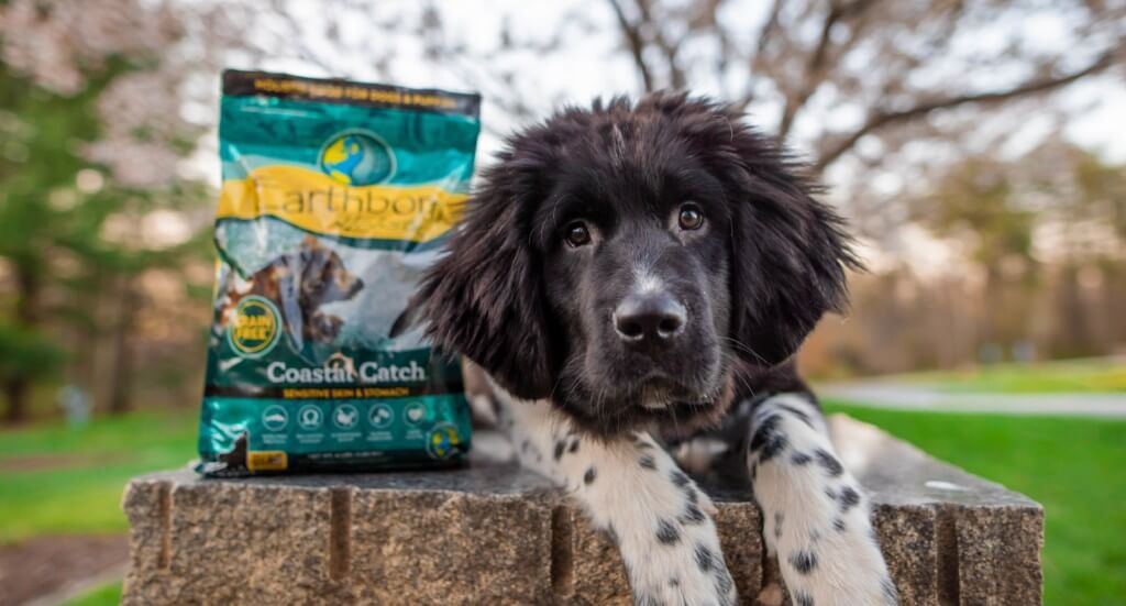 A Newfoundland puppy sits next to a bag of Coastal Catch dog food