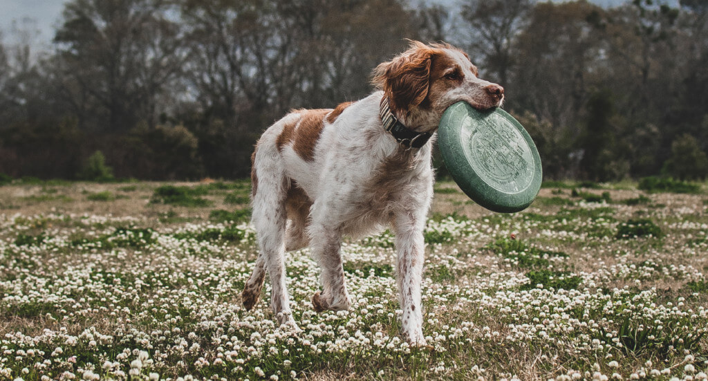 A dog stands in a field with a green frisbee in his mouth