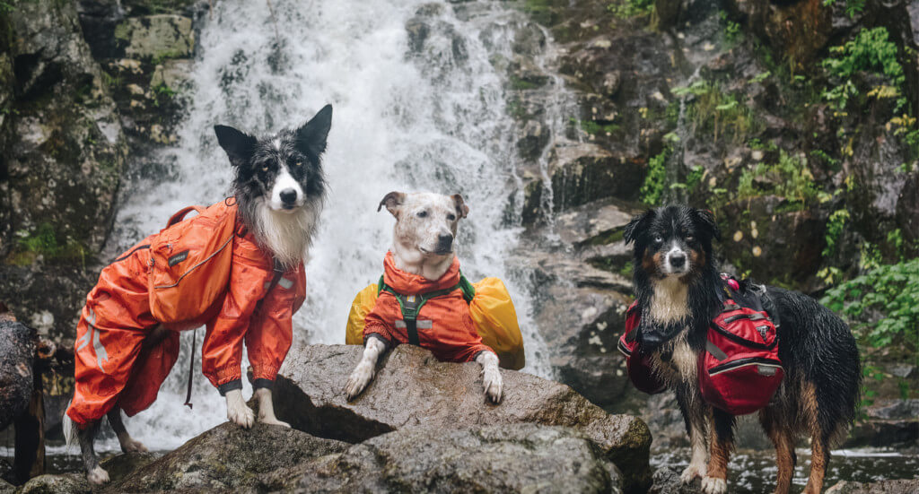 Three dogs stand near a waterfall decked out in coats, packs, and other hiking gear