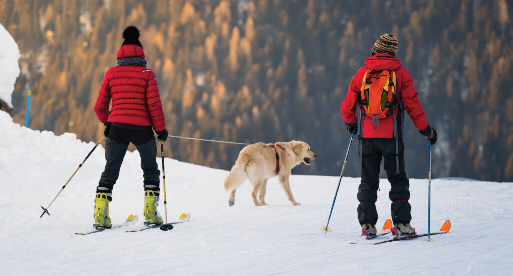 Two humans take a dog skijoring