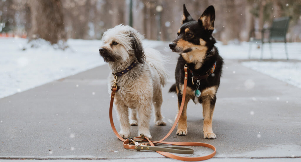 Two small dogs stand next to each other on a sidewalk during the winter