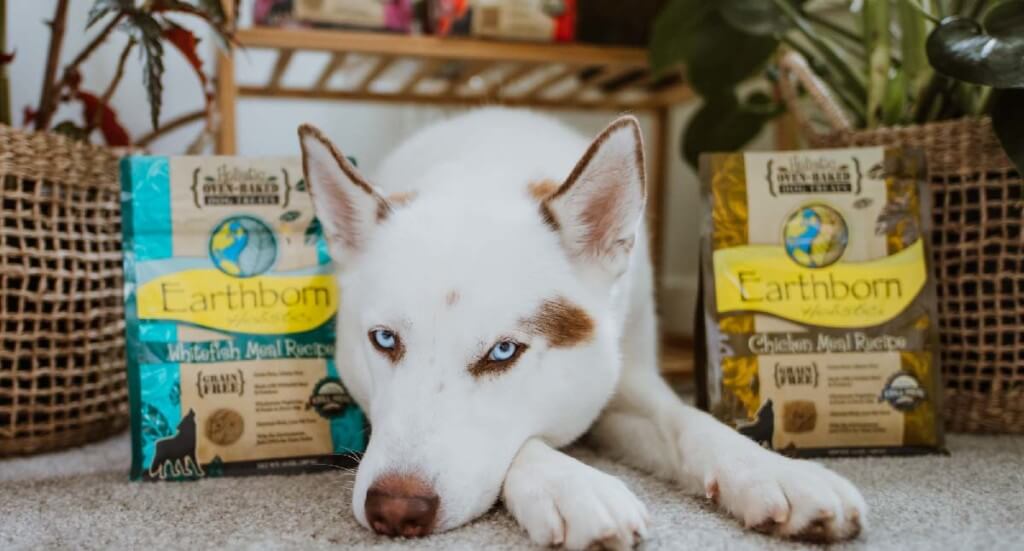 A dog lays between two bags of dog treats with his head resting on the ground