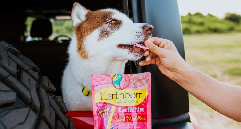 A dog sticks his head out the back window of a Jeep to lick a treat being held by a human