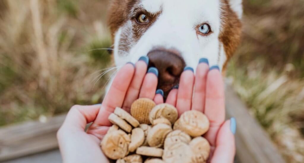 A human holds a handful of dog biscuits in her hands while there is a dog in the background sniffing her hands