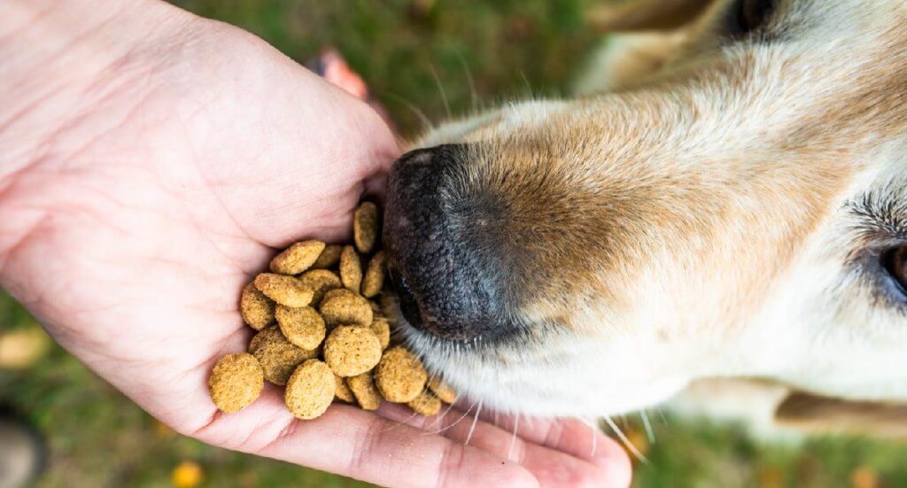 A dog eats kibble out of a human's hand
