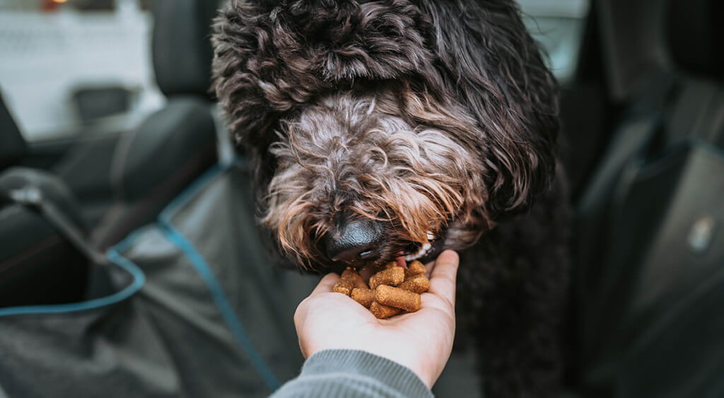 A dog eats treats out of a human's hand