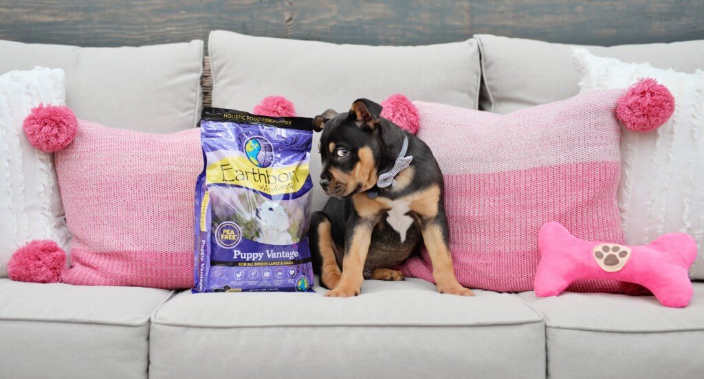 A puppy sits on a couch next to bag of Puppy Vantage and looks shyly at the camera