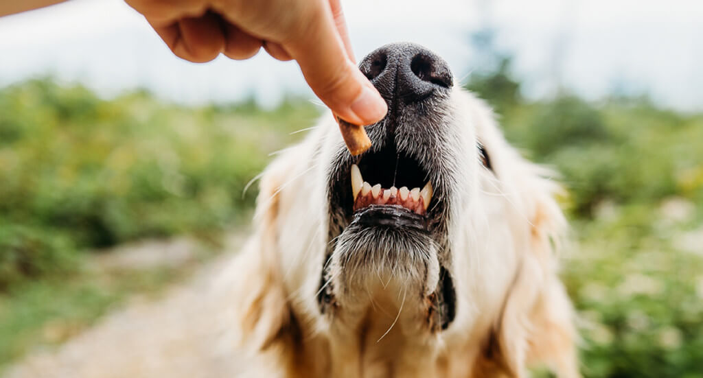 A human holds a dog treat between their fingers while a dog comes up about to eat it