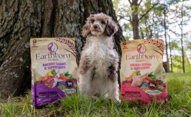 Puppy Feeding Guide: How Much Should I Feed My Puppy?