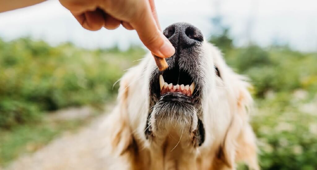 A dog reaches up to eat a treat its human is holding in front of the camera