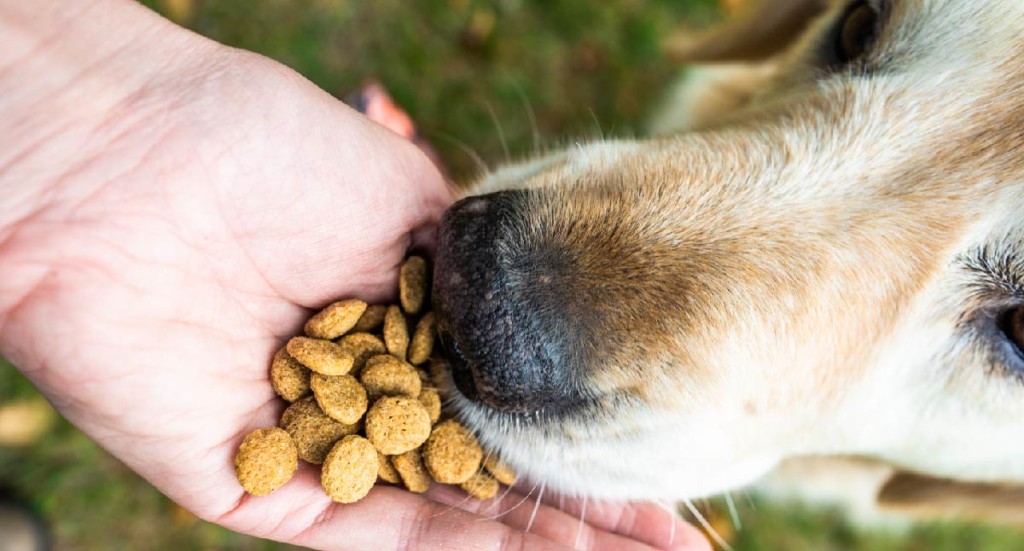 A dog sniffs kibble that's being held in the palm of their owner