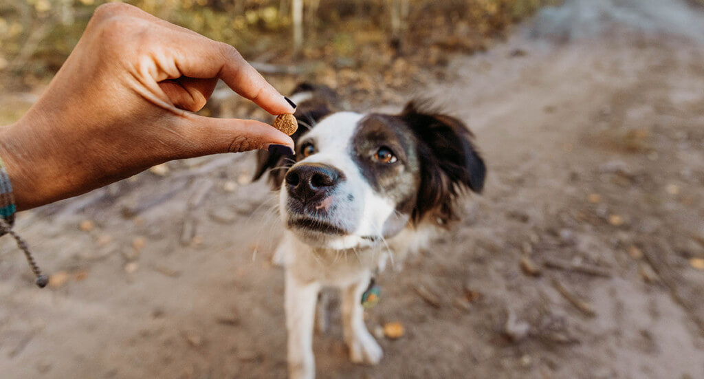 A human holds a piece of kibble in their hand while a dog comes up to sniff it