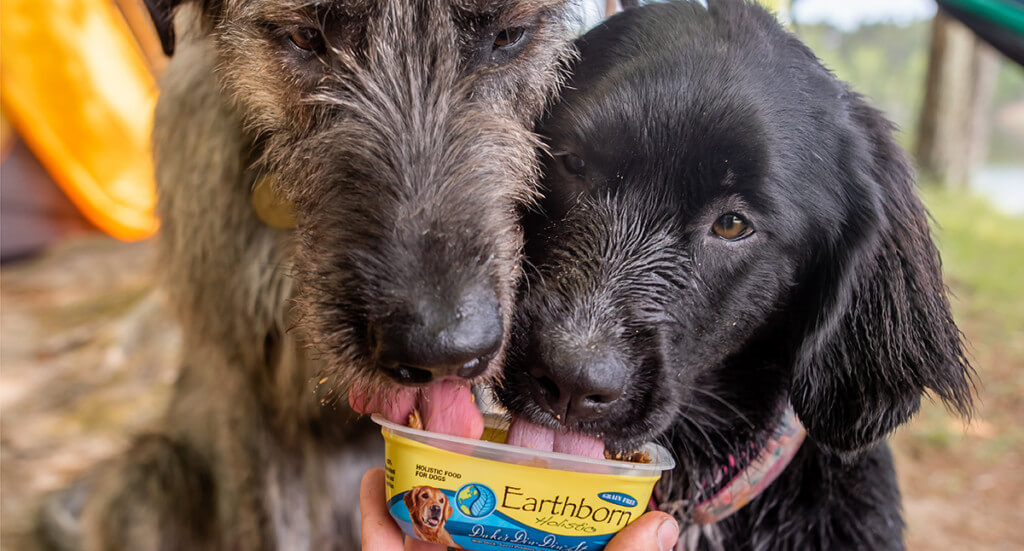Two dogs eat out of a tub of Earthborn Holistic wet dog food