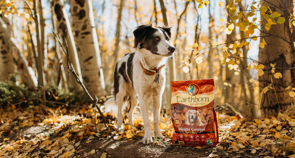A dog stands in a fall forest next to a bag of Earthborn Holistic Weight Control dog food