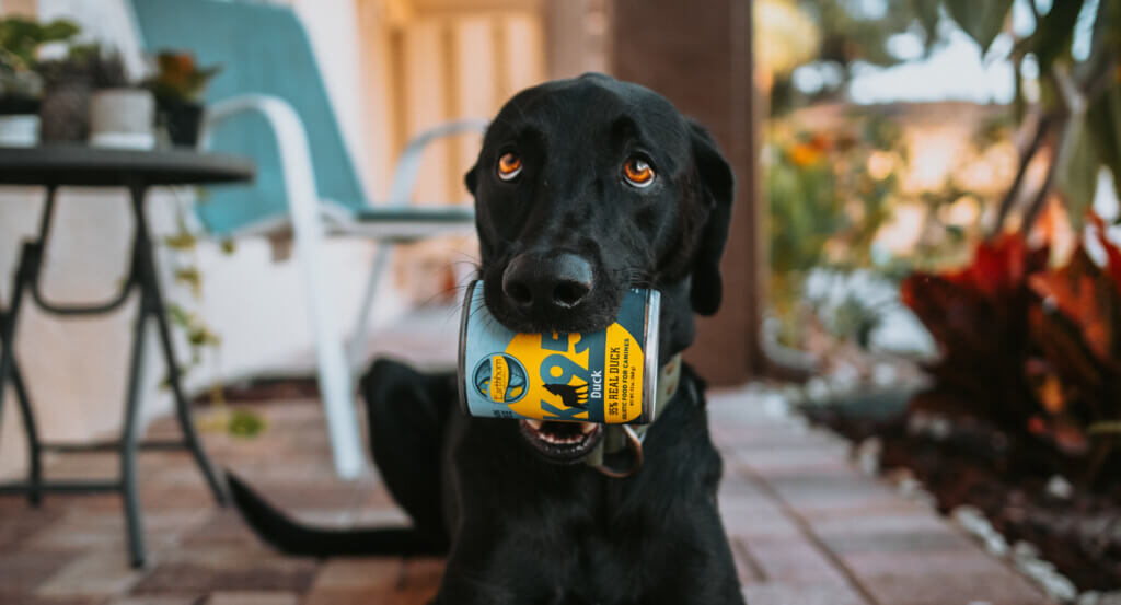 Dog holds can of dog food in mouth