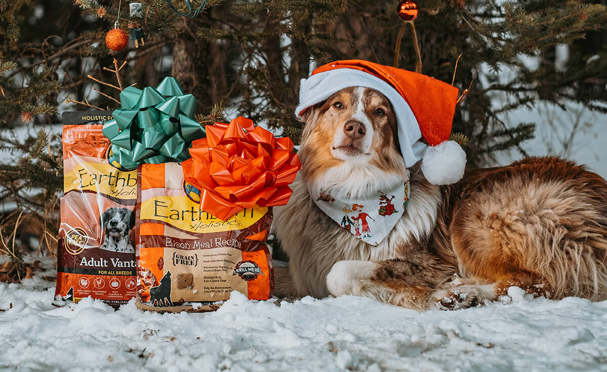 A dog lays next to Earthborn Holistic dog food and treats while wearing a Santa hat