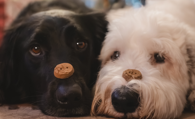 7 Holiday DIYs for Your Pets