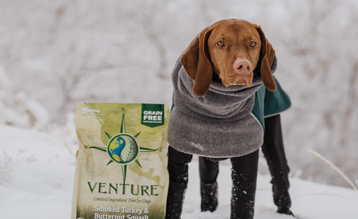 A dog stands in the snow wearing a coat next to a bag of Earthborn Holistic dog food