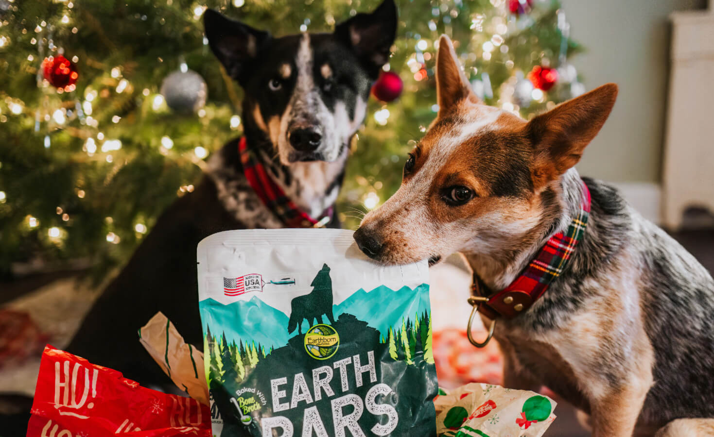 Dog bites a bag of treats as another dog stands behind them