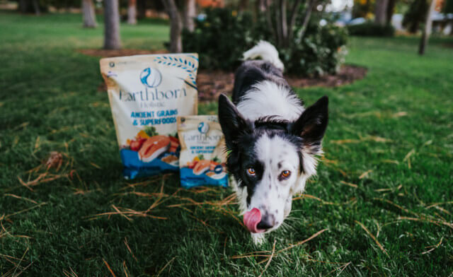 Everything to Know About Ancient Grains Dog Food