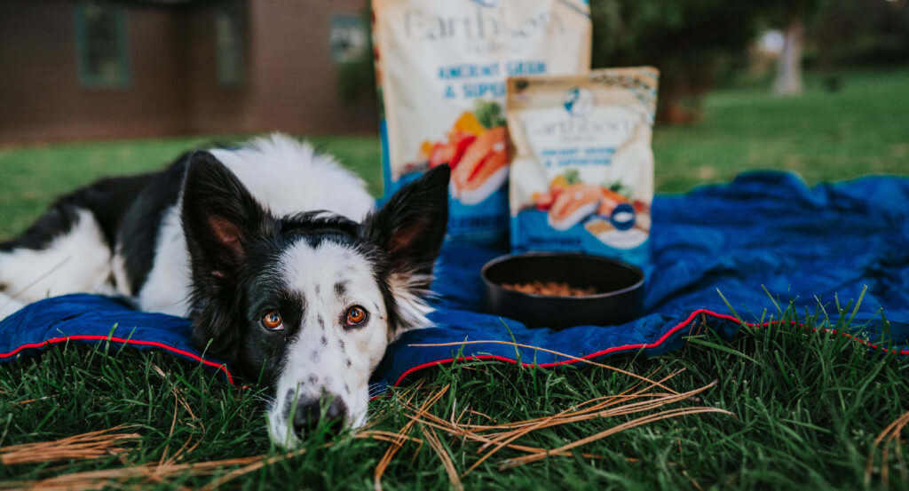 dog lays with head down on blanket next to bags of dog food