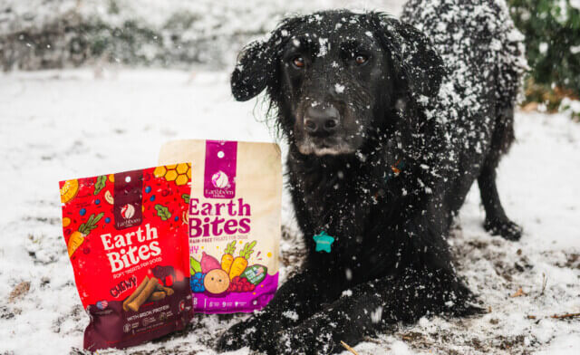 Guide to Winter Pet Care Tips