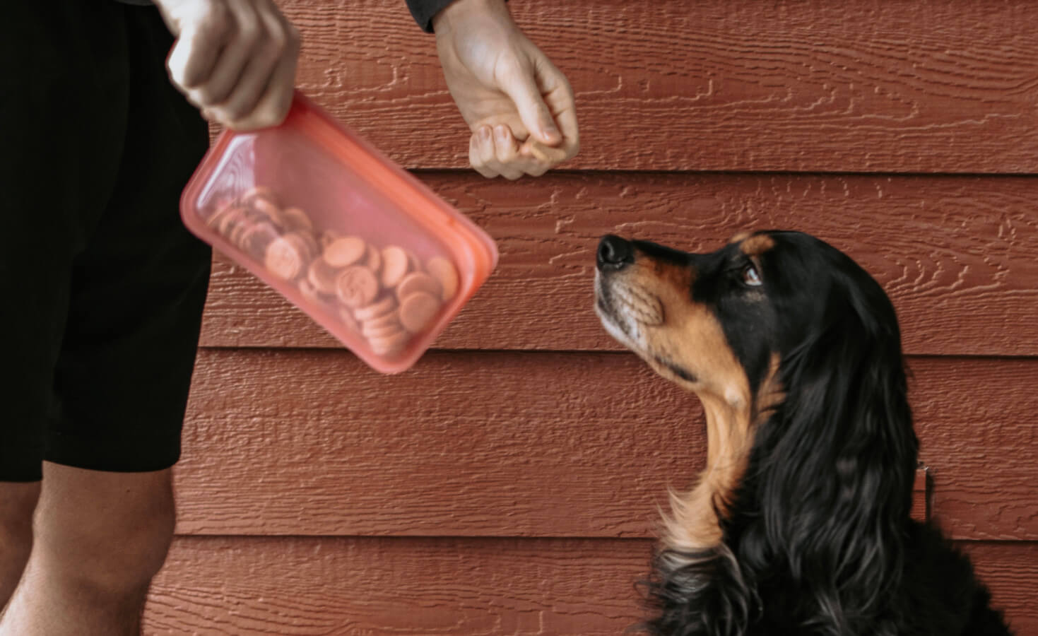A human holds a pink Stasher bag full of dog treats and hands his dog one of the treats