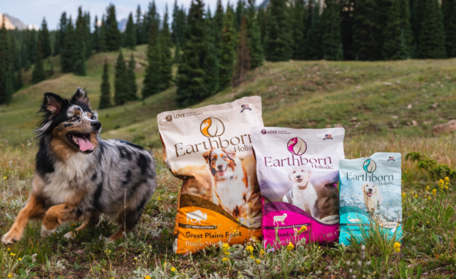 Wet vs. Dry Dog Food for Allergies