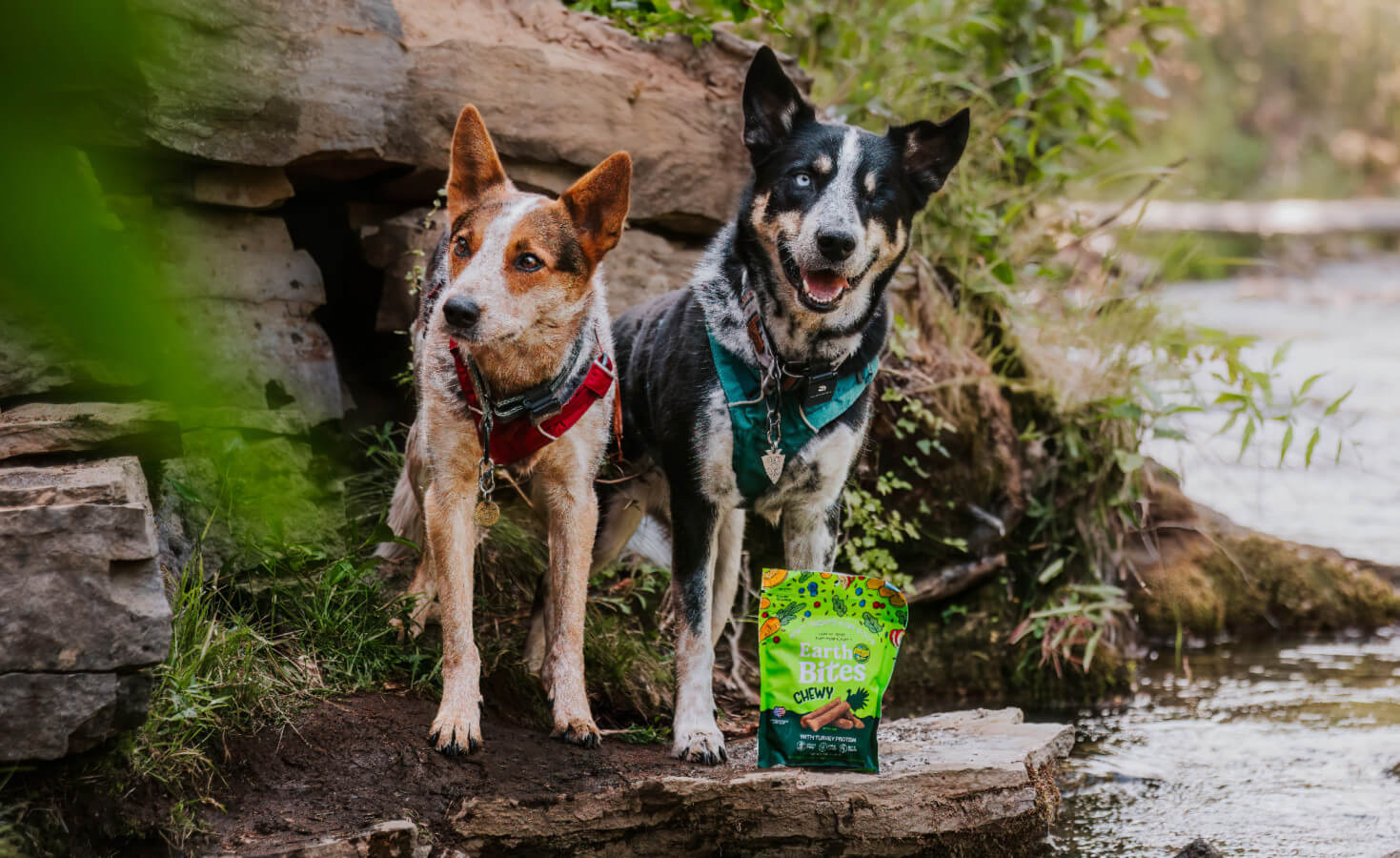 Two dogs stand next to a bag of EarthBites Chewy treats