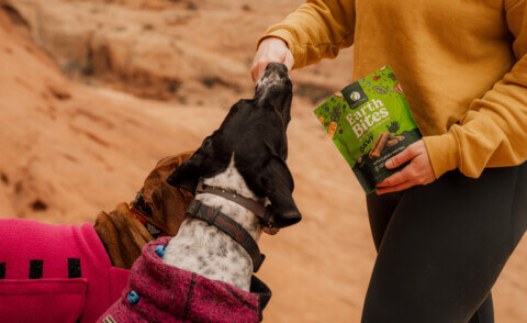A Guide to Glucosamine and Chondroitin for Dogs