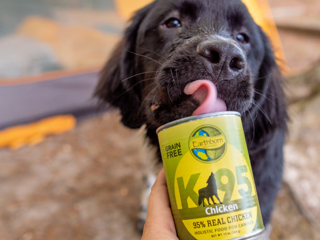 A dog licks out of a can of K95 Chicken dog food