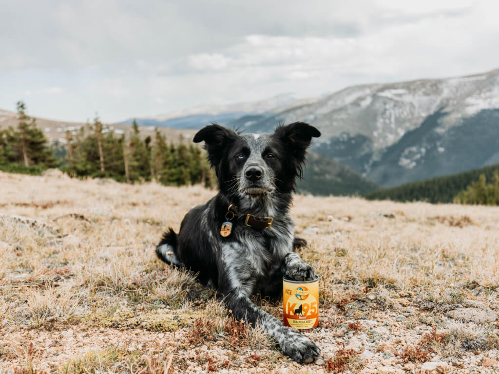 A dog lays on the ground with a can of K95 Beef dog food. One of his front paws is resting on top of the can.