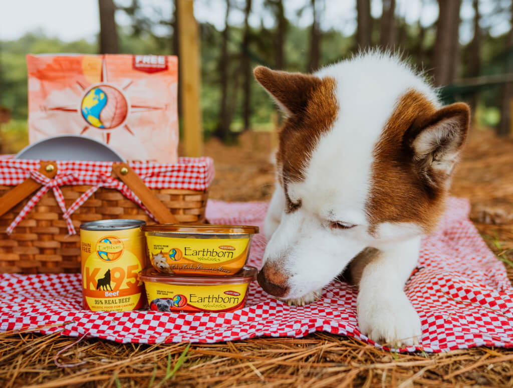 A dog lays on a picnic blanket and sniffs two tubs and a can of wet dog food that are sitting next to him