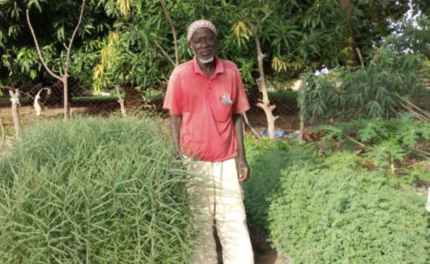 Forest garden farmer Samba Cissé