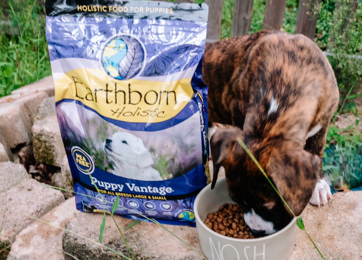 The Complete Guide to Our Holistic Puppy Food Earthborn Holistic Pet Food