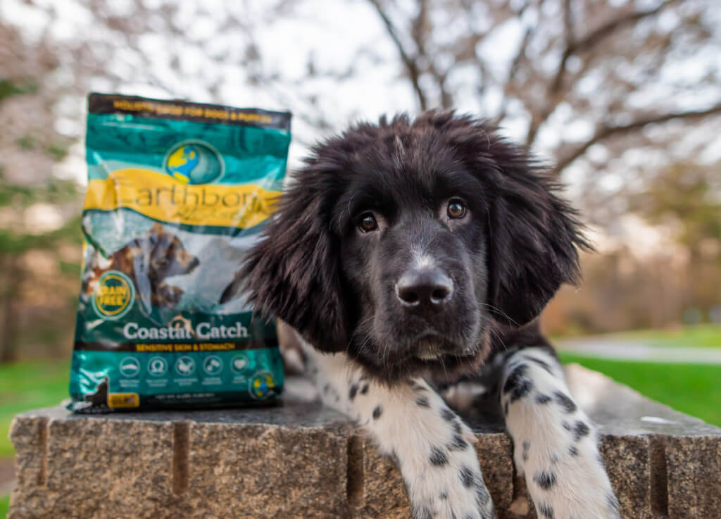 A Newfie puppy sits next to a bag of Earthborn Holistic Coastal Catch dog food