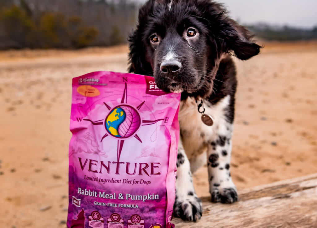 A Newfie puppy stands with her head resting on top of a bag of Venture puppy food